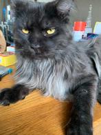 Main coon kater herplaatsing, Dieren en Toebehoren, Kater, Met stamboom, 0 tot 2 jaar