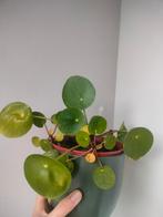 Pannenkoekenplant reverted mojito variegata, Huis en Inrichting, Kamerplanten, Ophalen, Halfschaduw, Minder dan 100 cm