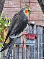 Valkparkiet man, Dieren en Toebehoren, Vogels | Parkieten en Papegaaien, Mannelijk, Parkiet