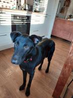 Ozzy ontzettend lieve hond, Dieren en Toebehoren, Honden | Niet-rashonden, Rabiës (hondsdolheid), Reu, 1 tot 2 jaar, Eén hond