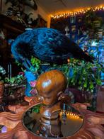 Recent opgezette Kraai, Ophalen of Verzenden