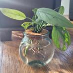 Hydroponie vaasje met Epipremnum cebu blue, Huis en Inrichting, Kamerplanten, Ophalen of Verzenden, Halfschaduw, Minder dan 100 cm