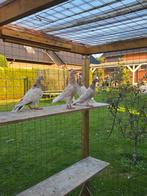 Almond postduiven duiven, Dieren en Toebehoren, Vogels | Duiven, Meerdere dieren, Postduif