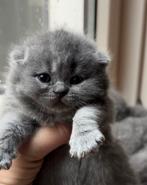 TOP britse korthaar kittens blauw️ ❤️, Dieren en Toebehoren, Katten en Kittens | Raskatten | Korthaar, Meerdere dieren, Ontwormd