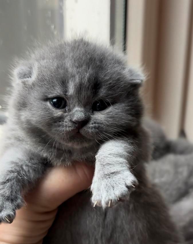 TOP britse korthaar kittens blauw️ ❤️, Dieren en Toebehoren, Katten en Kittens | Raskatten | Korthaar, Meerdere dieren, 0 tot 2 jaar