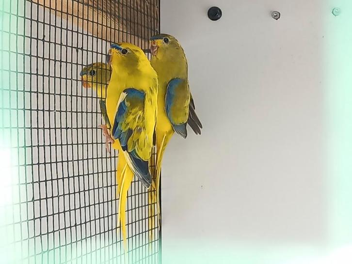Bonte elegant parkiet mannen gevraagd, Dieren en Toebehoren, Vogels | Parkieten en Papegaaien, Parkiet, Mannelijk