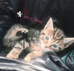 kitten🐾❤, Meerdere dieren, Kortharig, 0 tot 2 jaar