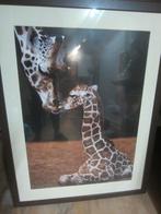 Groot ingelijsd schilderij poster van GIRAFFE kus en veulen, Antiek en Kunst, Kunst | Schilderijen | Klassiek, Ophalen of Verzenden