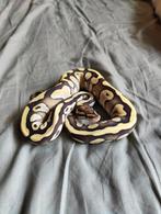 Collectie ball pythons DG, Clown, Dreamsicle, Dieren en Toebehoren, Reptielen en Amfibieën