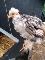 Zijdehoen Hanen kuikens, Dieren en Toebehoren, Pluimvee, Mannelijk, Kip