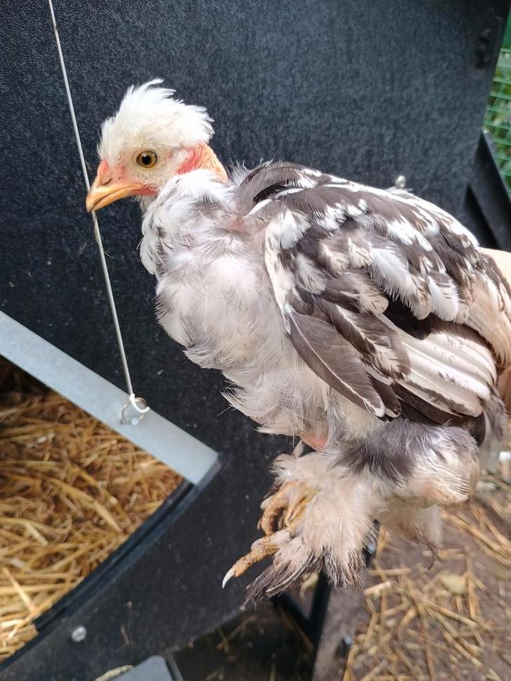 Zijdehoen Hanen en Hennen kuikens, Dieren en Toebehoren, Pluimvee, Kip, Mannelijk
