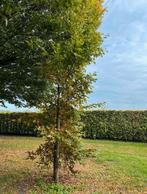 Groene beuk - gewone beuk - Fagus Sylvatica 450cm, Tuin en Terras, Planten | Bomen, Ophalen, Bloeit niet, Halfschaduw, Overige soorten