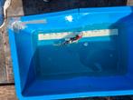 Showa koi, Dieren en Toebehoren, Vissen | Vijvervissen, Karper of Koi