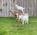 Twee geiten, Dieren en Toebehoren, Schapen, Geiten en Varkens, Meerdere dieren, Geit, 0 tot 2 jaar