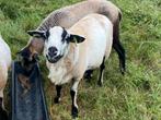 Maasduinen ram 2025, Dieren en Toebehoren, Schapen, Geiten en Varkens, Mannelijk, Schaap