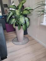 Dieffenbachia met pot, Ophalen, In pot, Minder dan 100 cm, Groene kamerplant