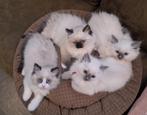 Ragdoll kittens || chip, 2x gevaccineerd || ouders getest, Dieren en Toebehoren, Katten en Kittens | Raskatten | Langhaar, Meerdere dieren
