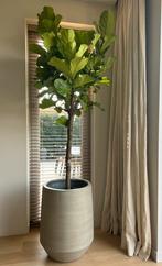 Ficus Lyrata op stam incl pot van Pottery Pots, Ophalen, Ficus, Halfschaduw, 200 cm of meer