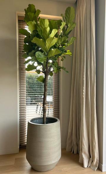 Ficus Lyrata op stam incl pot van Pottery Pots beschikbaar voor biedingen