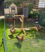 Te koop 3 kippen, Dieren en Toebehoren, Vrouwelijk, Kip