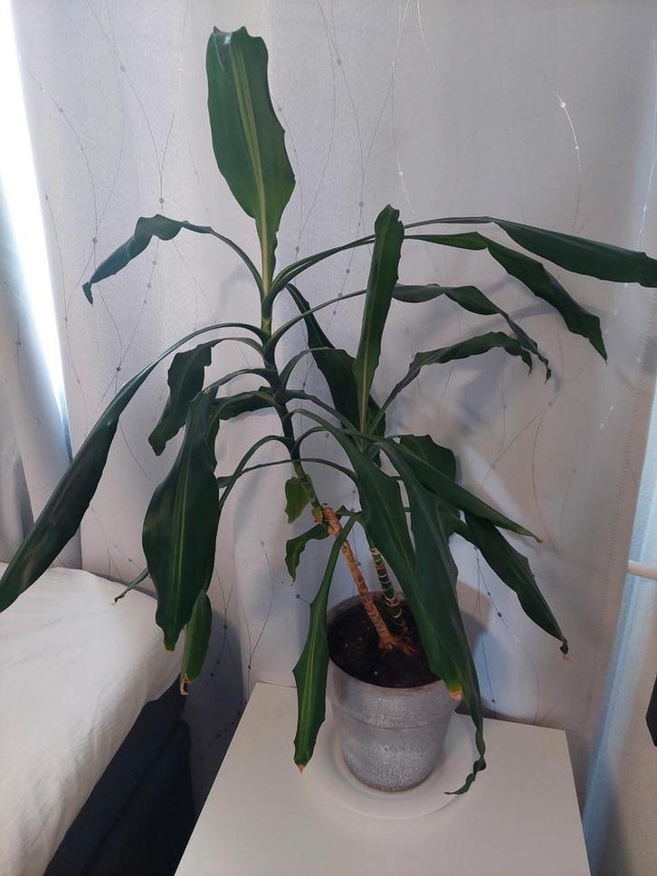 Mooie Dracaena fragrans kamerplant, Huis en Inrichting, Kamerplanten, Overige soorten, Minder dan 100 cm, Groene kamerplant, Halfschaduw