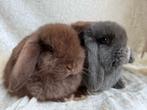 2 Prachtig mooie lieve super handtamme Minilop konijntjes, Dieren en Toebehoren, Konijnen, Meerdere dieren, Klein, Hangoor, 0 tot 2 jaar