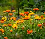 Goudsbloem (Calendula) zaden, Ophalen of Verzenden, Voorjaar, Volle zon, Zaad