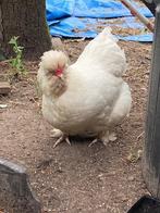 Hen cochin vuilwit 2023, Vrouwelijk, Kip