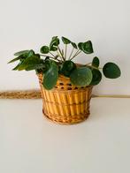 Bobo plantenmand of prullenbakje, Rond, Ophalen of Verzenden, Zo goed als nieuw, Minder dan 40 cm