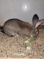 Raszuivere vlaamse reus, Dieren en Toebehoren, Konijnen, Mannelijk, Groot, 0 tot 2 jaar