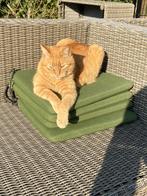 Poes Siep, rode europese korthaar., Dieren en Toebehoren, Katten en Kittens | Overige Katten, Poes