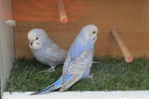 fraaie jonge grasparkietjes, Dieren en Toebehoren, Vogels | Parkieten en Papegaaien, Parkiet, Meerdere dieren, Tam