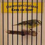Mozambiquesijs man, Mannelijk, Tropenvogel, Geringd