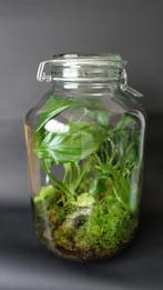 Terrarium planten, ecosysteem, vaas, weckpot, Huis en Inrichting, Kamerplanten, Overige soorten, Minder dan 100 cm, Halfschaduw