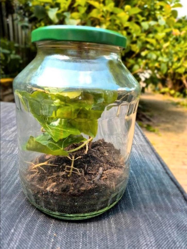 Wandelende takken 5 stuks, Dieren en Toebehoren, Insecten en Spinnen, Wandelende tak