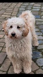 Cockapoo F1 PUPS geboren 5 jan GETESTE OUDERS NOG 1 REU, 8 tot 15 weken, Meerdere, Meerdere dieren, Middel