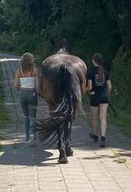 Verzorg paard/pony gezocht, Dieren en Toebehoren, Paarden en Pony's | Verzorgingsproducten, Ophalen of Verzenden