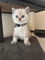 Silver shaded britse korthaar LAATSTE 4, Dieren en Toebehoren, Katten en Kittens | Raskatten | Korthaar, Meerdere dieren