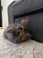Konijn voedster, Dieren en Toebehoren, Konijnen, Vrouwelijk, Middelgroot