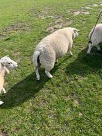 Jonge dekrammen, Dieren en Toebehoren, Schapen, Geiten en Varkens, Mannelijk, Schaap, 0 tot 2 jaar