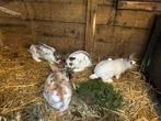 Jonge konijnen, Dieren en Toebehoren, Meerdere dieren
