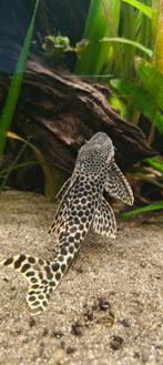 L075 / L124 Pleckoltia Sabaji, Vis