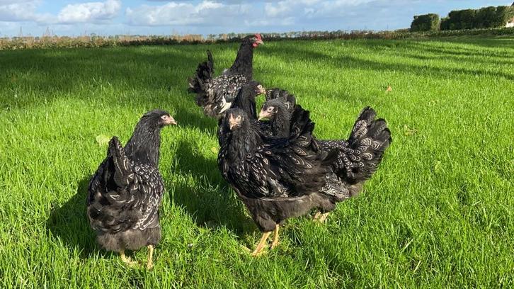 Barnevelder kippen Zilver gezoomd hennen gesekst en ingeënt, Dieren en Toebehoren, Pluimvee, Kip, Vrouwelijk