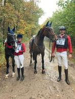 Gouden plek voor 2 toppers gezocht, Dieren en Toebehoren, Paarden, Meerdere dieren, L, Recreatiepaard, Gechipt