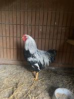 Wyandotte haan, Mannelijk, Kip