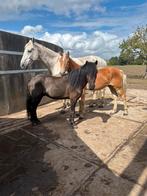 Leuke sport pony te lease aangeboden, Dieren en Toebehoren, Ophalen, Dressuur