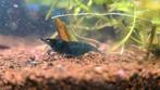 Gezonde Aquariumgarnalen, Dieren en Toebehoren, Vissen | Aquariumvissen, Kreeft, Krab of Garnaal