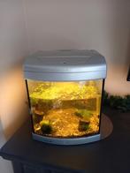 Aquarium met standaard, guppies en toebehoren. Lees tekst, Dieren en Toebehoren, Ophalen, Gebruikt, Leeg aquarium