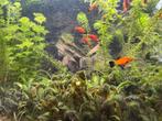 Vissen te koop!, Dieren en Toebehoren, Vissen | Aquariumvissen, Vis