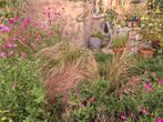 Fazantstaartgras 2 stuks, Tuin en Terras, Ophalen, Vaste plant, Overige soorten, Volle zon
